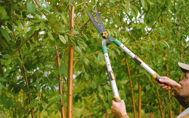 Tree trimming in Sevierville, TN