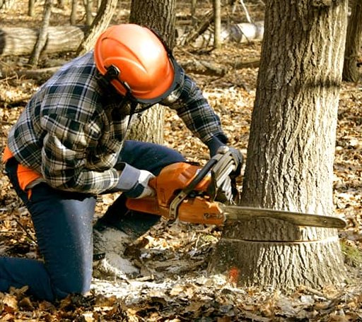 Tree Removal in Sevierville, TN